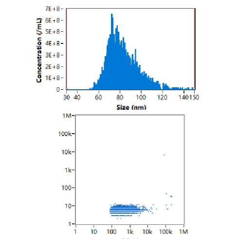 外泌體粒徑測(cè)量